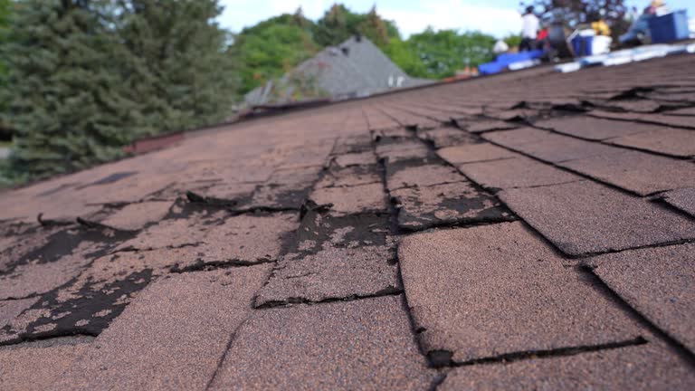 Best Roof Moss and Algae Removal  in Loveland, OH